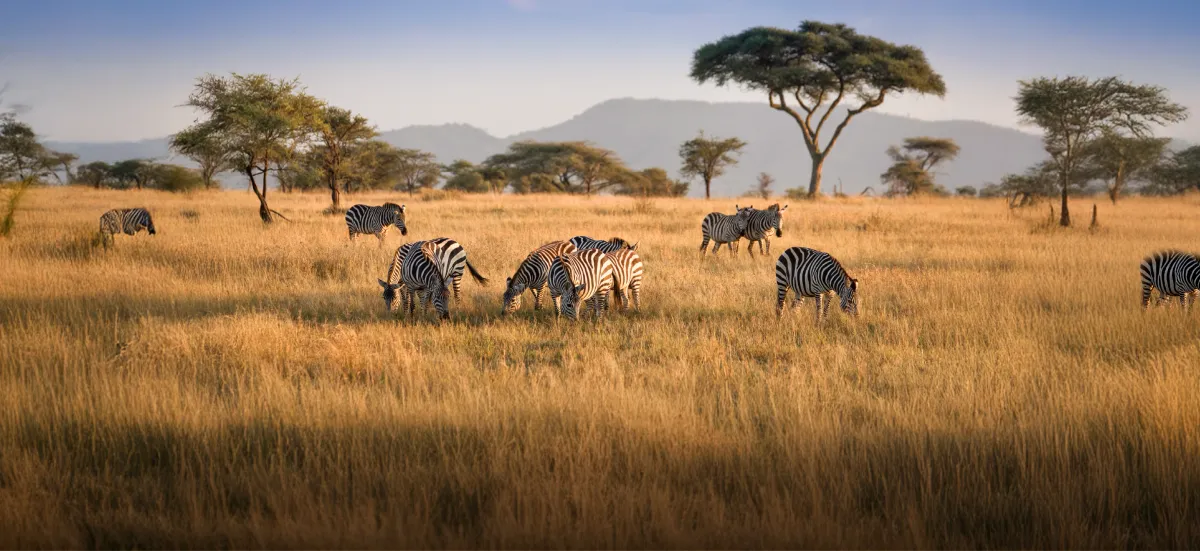 Head for a Romantic Adventure in Africa: Safari & Beach Destinations for Couples in 2025