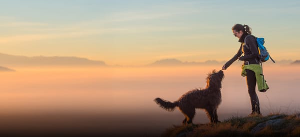 How to Travel With Your Pet: What You Need to Know
